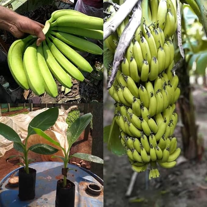 Zwerg-Cavendish-Bananensamen zum Anpflanzen, Zwerg-Musa | Tropische Obstbaumsamen