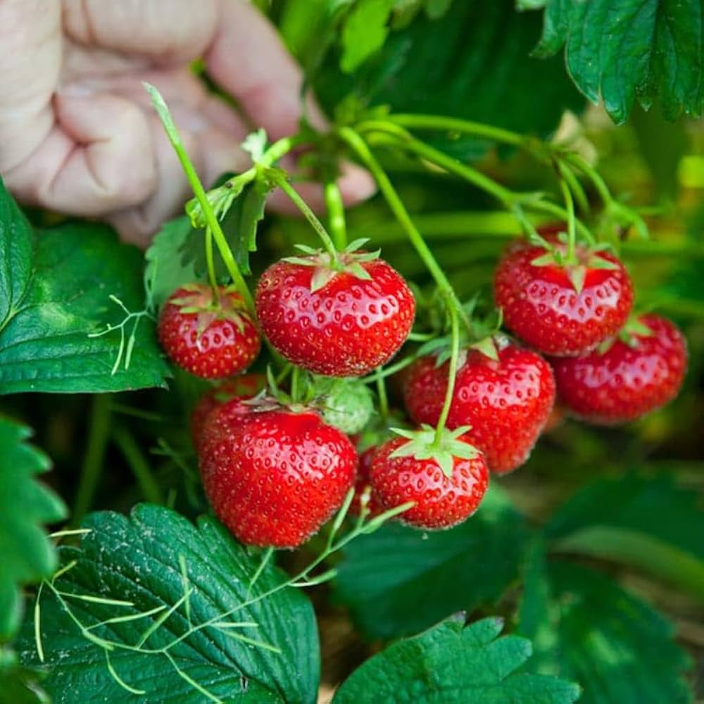 Albion Strawberry Seeds for Planting – Everbearing, Sweet & High-Yield Berries