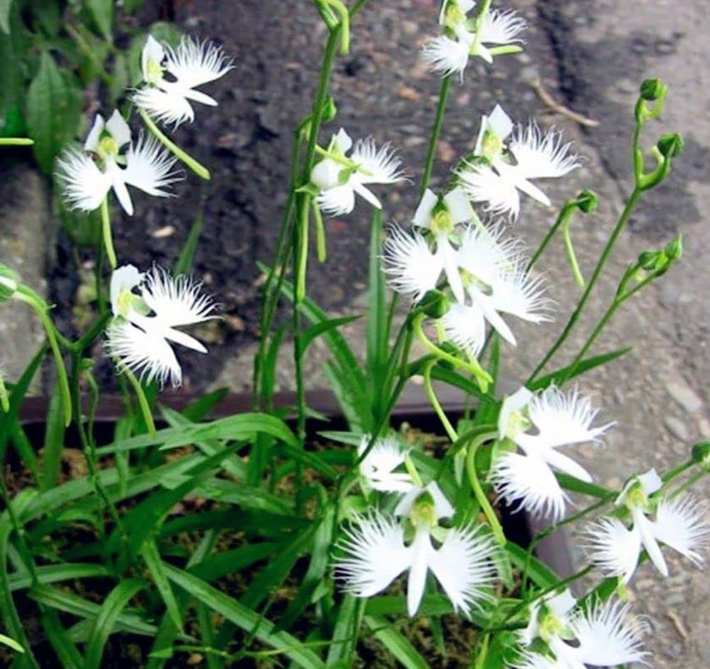 White Egret Orchid Seeds for Planting - 100 pcs - Flower seeds