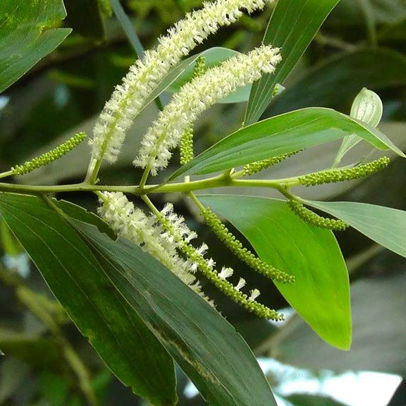 Acacia Mangium Samen zum Anpflanzen, Kultivieren Sie Ihre eigene nachhaltige Holzquelle