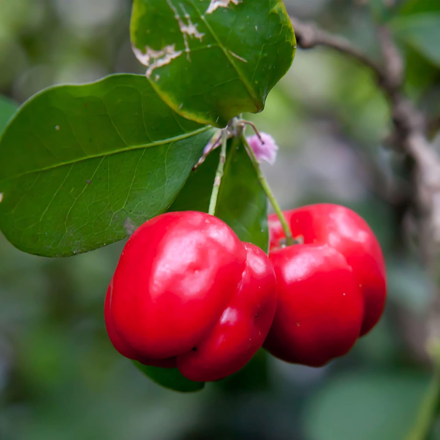 Barbados Cherry Seeds Acerola, Malpighia Emarginata Tropical Fruit Rich in Vitamin C & A for Juices Culinary 10Pcs Fruit Seeds