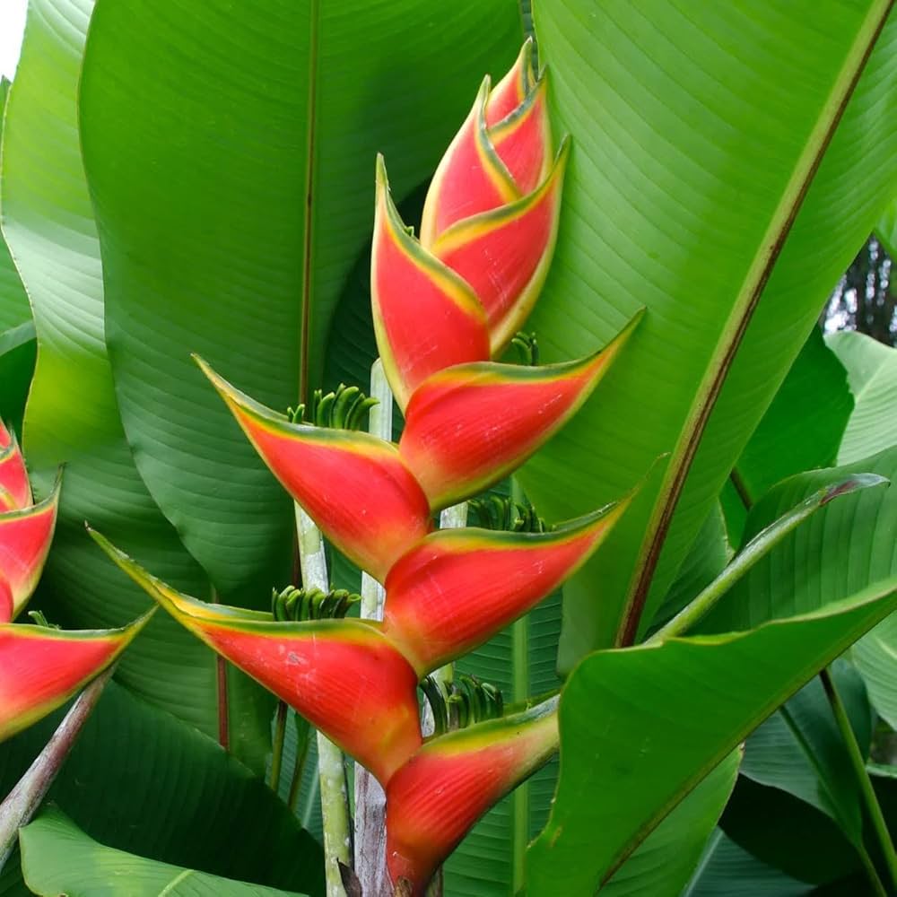 "Heliconia Wagneriana Plant Seeds for Planting - 100 pcs" - Plant Seeds