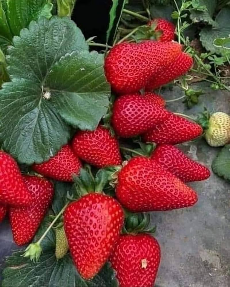 Albion Strawberry Seeds for Planting – Everbearing, Sweet & High-Yield Berries