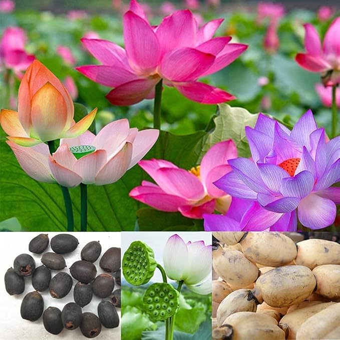 Lotus Root Seeds for Planting – Edible Plant, Grow Beautiful Lotus Flowers & Roots for Home Garden, Organic Healthy Vegetable Seeds