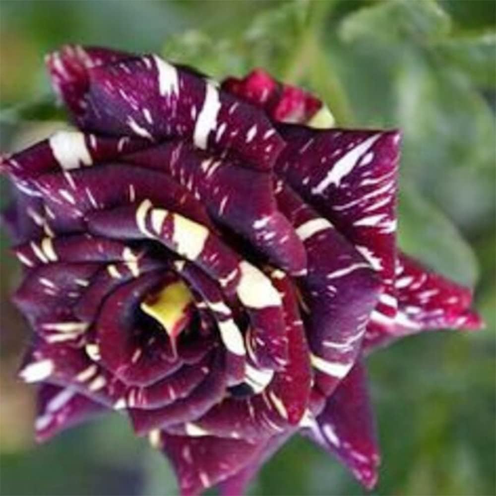 Black Dragon Rose Bush Seeds | 20 Rare Flower Seeds | Unique Dark Blooms for Garden, Borders & Containers