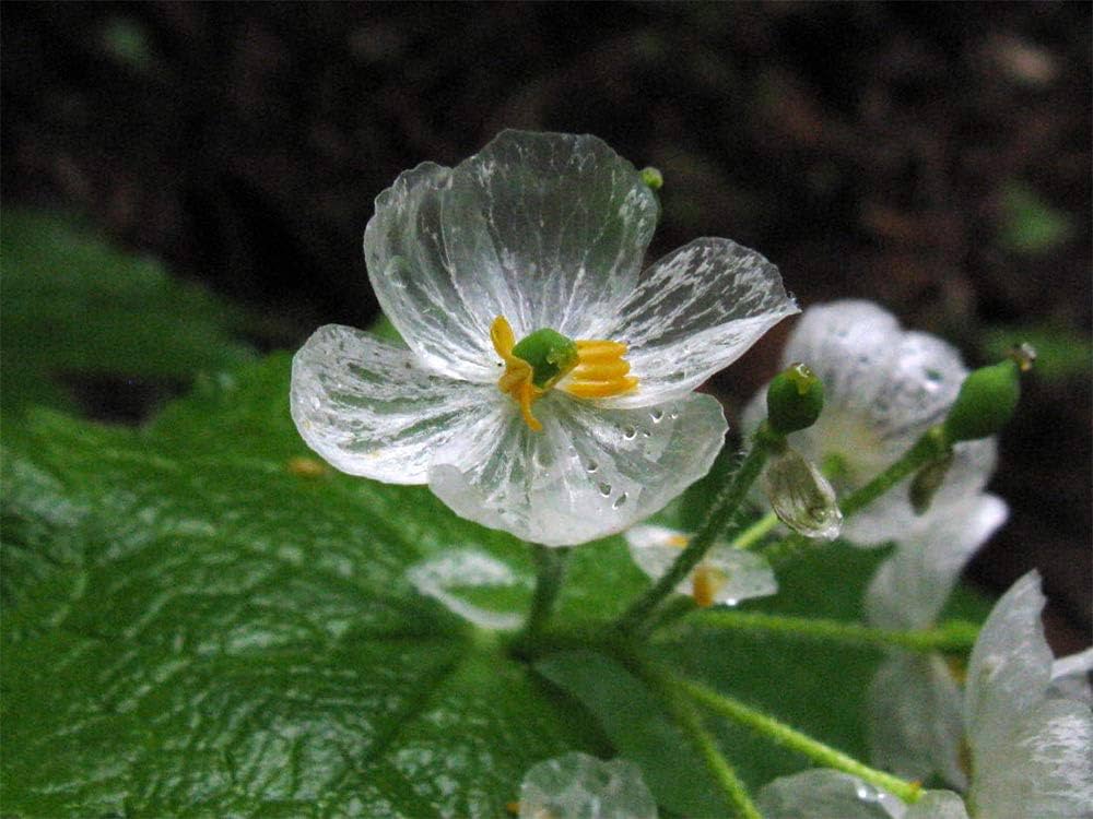 Skeleton Flower Seeds, Exquisite Skeleton Flower Seeds - Create Enchanting Shade Gardens