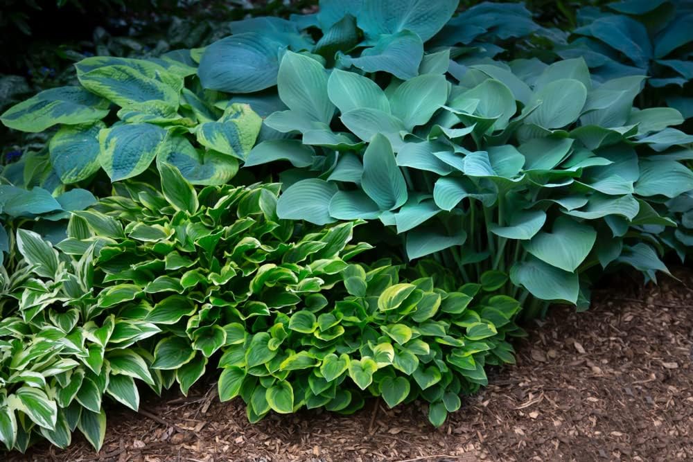 Mixed Hosta Perennials - Hardy Bare Root Shade Plants for Lush Gardens