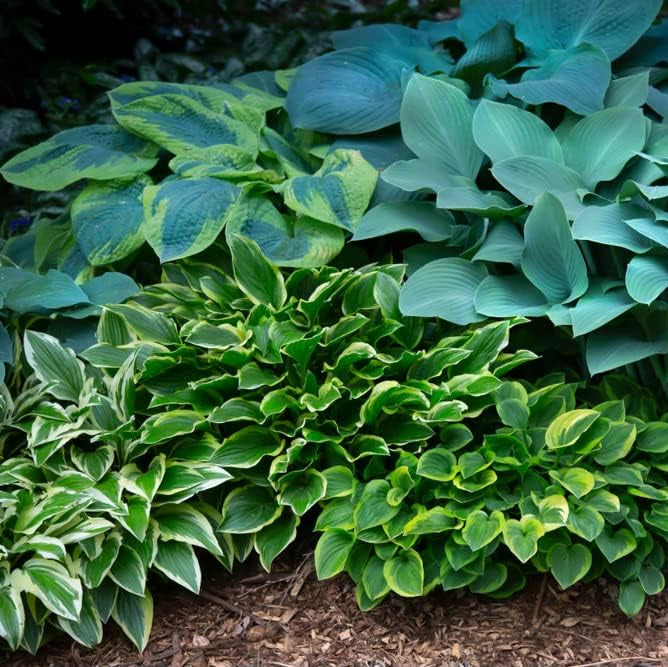 Mixed Hosta Perennials - Hardy Bare Root Shade Plants for Lush Gardens