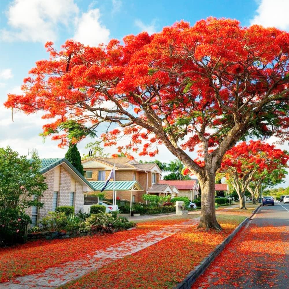 Delonix Regia (Royal Poinciana) - Flamboyant Flammenbaum Samen, 20 Stück