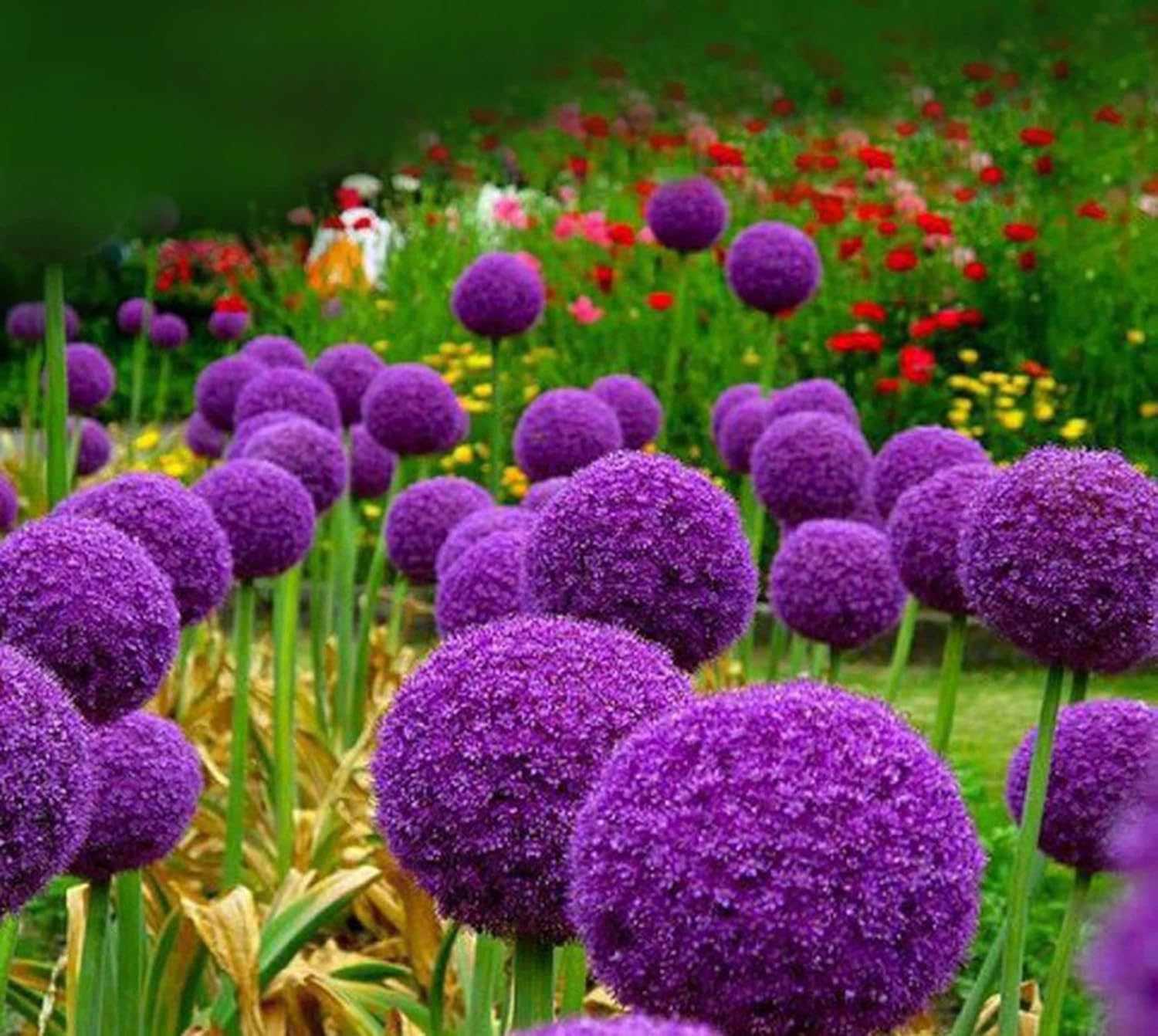 Giant Purple Allium Giganteum Seeds - Organic Ornamental Onion Perennial Flower - Non-GMO Beautiful Garden Plant Seeds - 50Pcs