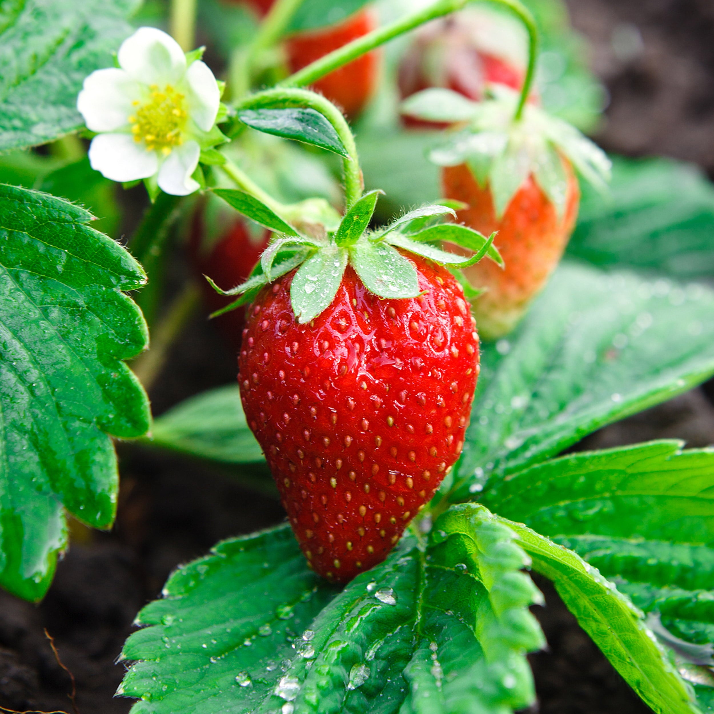 Ozark Beauty Strawberry Seeds for Planting – Everbearing, Sweet & Juicy Berries