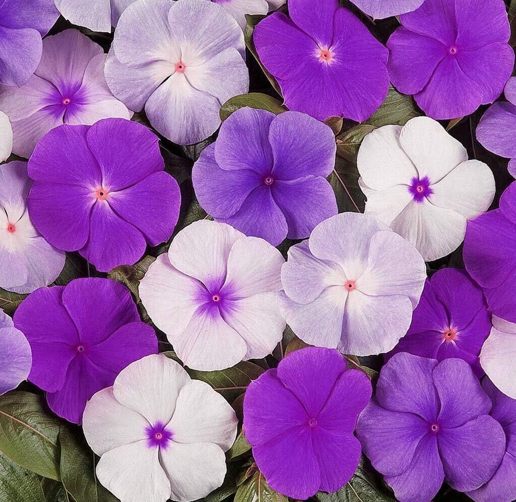 Vinca Periwinkle Flower Seeds, Planting - 100 pcs - Flower seeds