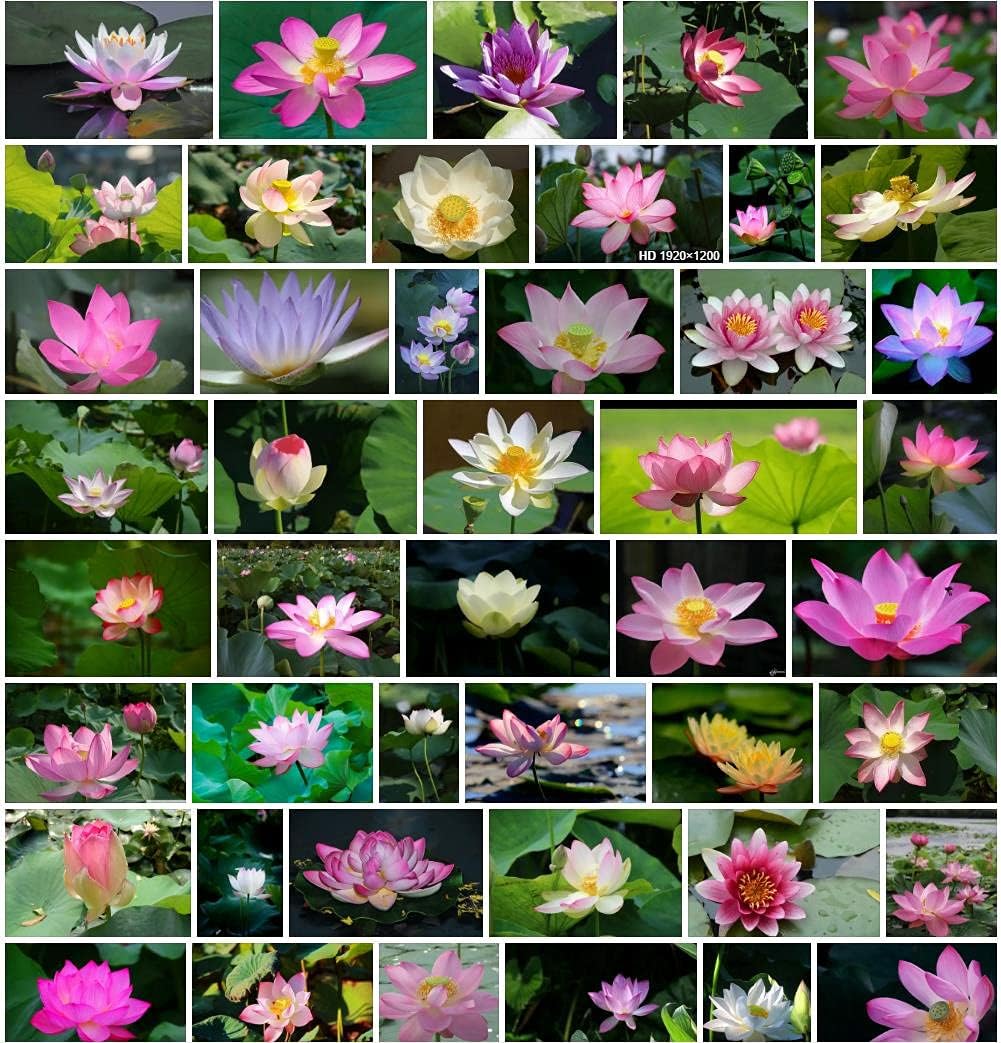 "Bonsai Bowl Lotus Seeds, Planting - 100 pcs" - Flower seeds