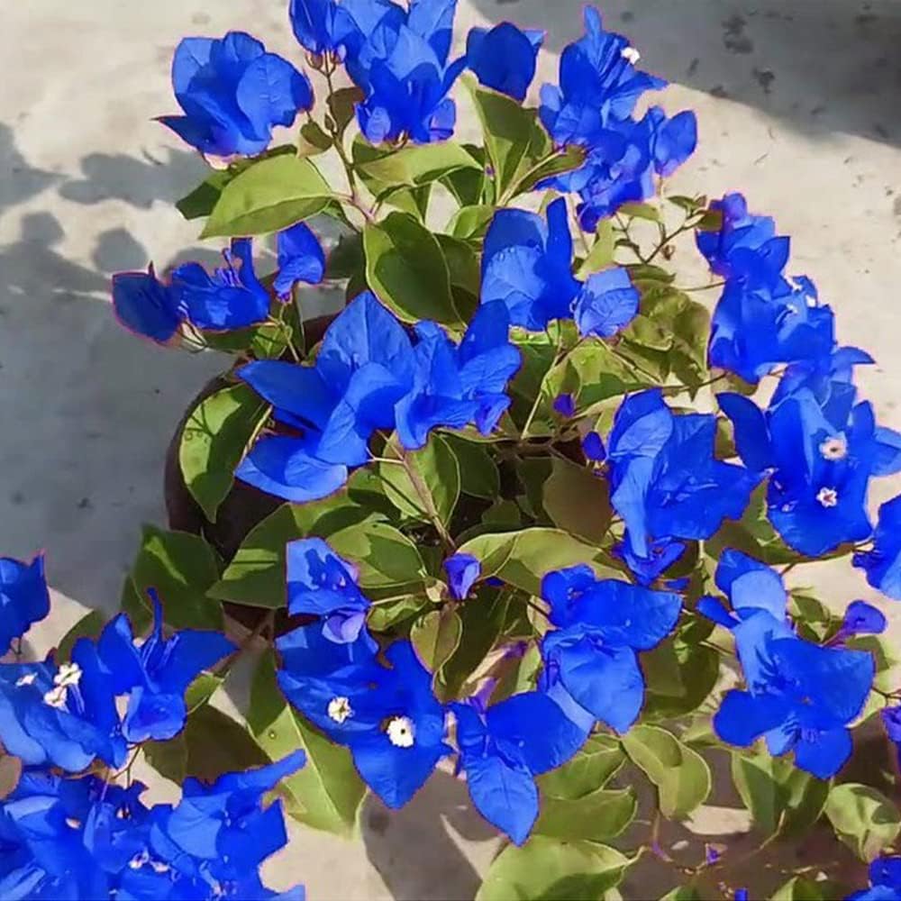 Blue Bougainvillea Flower Seeds - Stunning Mediterranean Beauty for Your Garden