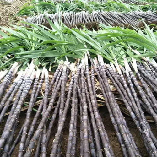 Graines de canne à sucre – Qualité supérieure pour le jardin et l'aménagement paysager