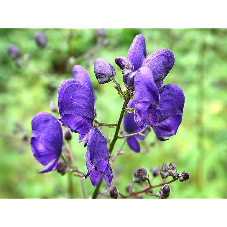 Monkshood Seeds for Planting - 100 pcs - Flower seeds