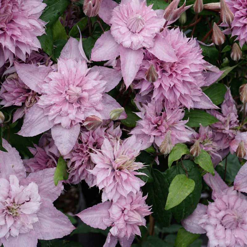 Garden Double White Pink Clematis Flower Seeds – GMO Free, Pollinator-Friendly, Deer & Rabbit Resistant, Perfect for Arbors & Potted Gardens – 25 Pieces