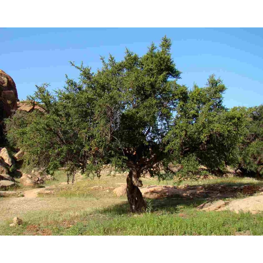 Moroccan Argan Tree seeds, Argan Tree seeds, (100pcs)