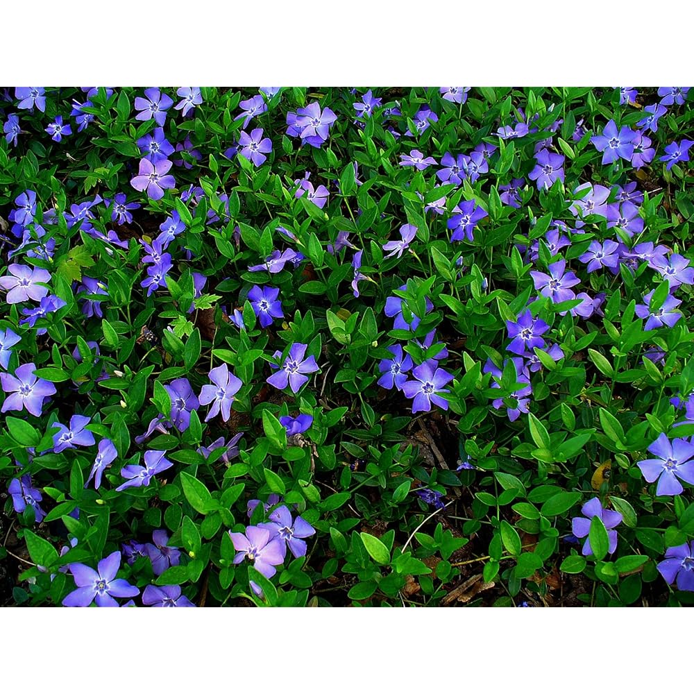 Vinca Minor Blumensamen für Gartenarbeit und Pflanzung