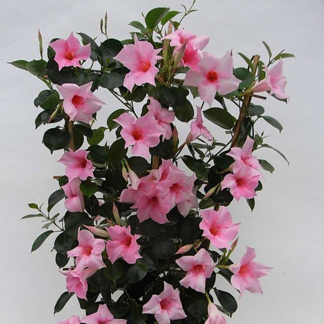 "Mandevilla Sanderi Flower Seeds for Planting | 100 pcs" - Flower seeds