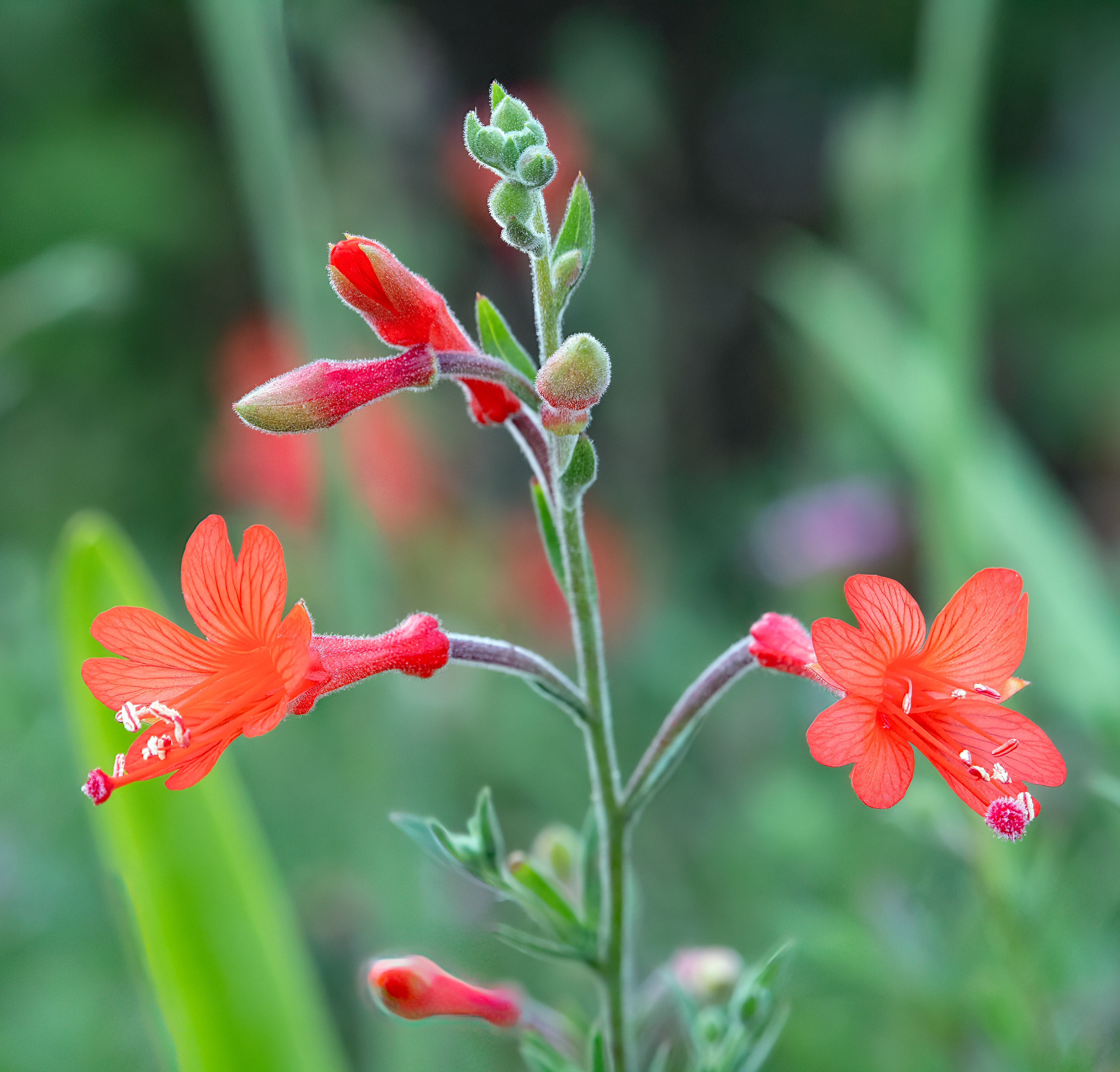 California Fuchsia Epilobium Canum - 30 Seeds