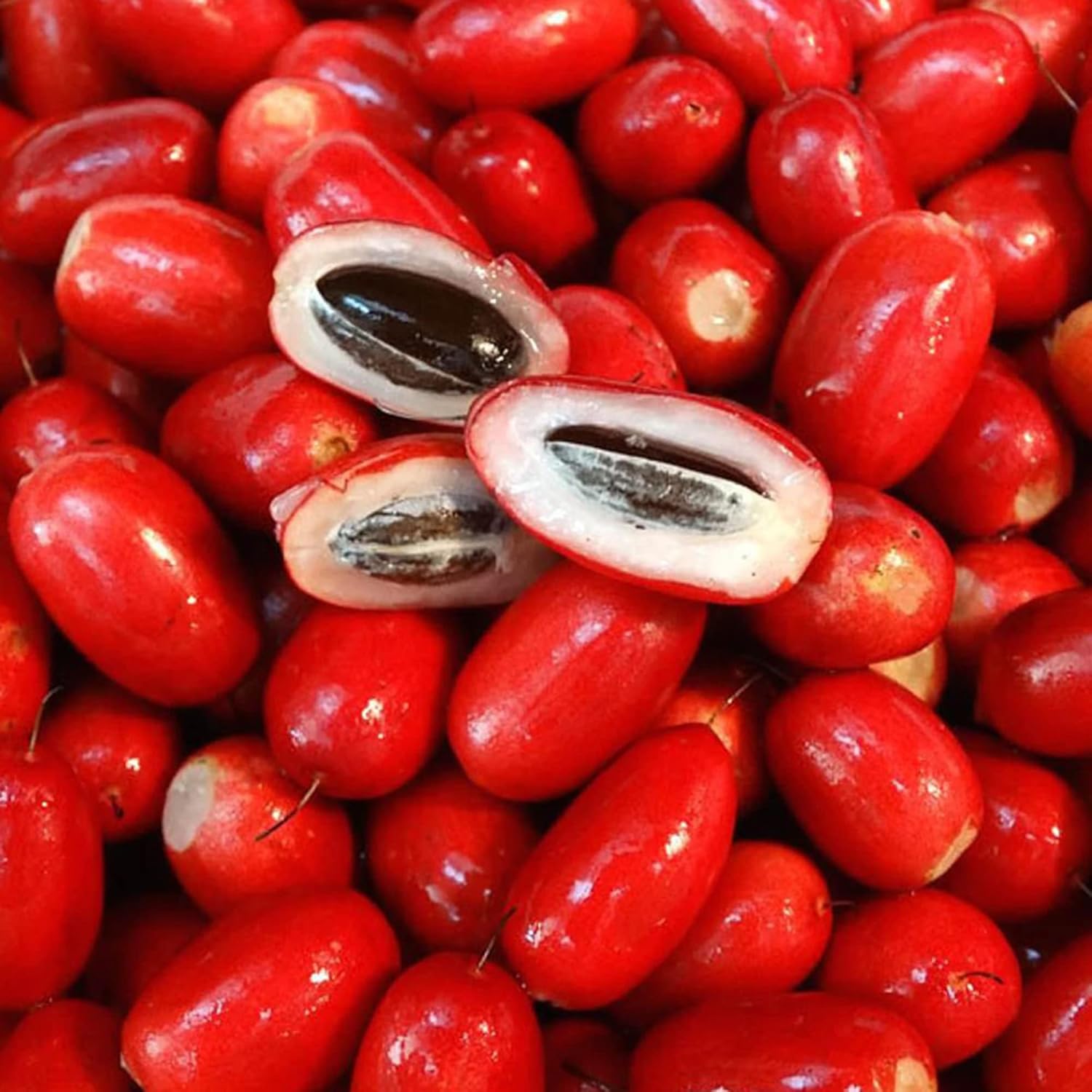 Synsepalum Dulcificum Seeds - Miracle Berry, Miracle Fruit Red Berries for Outdoor Growing - 30 Pcs