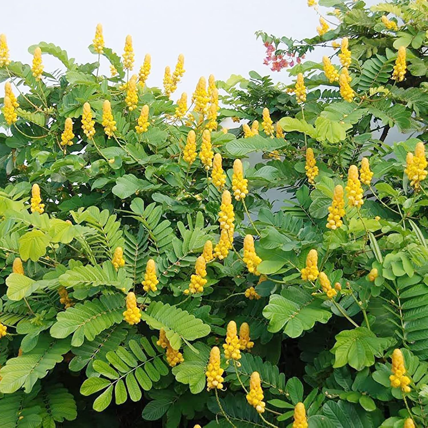 Cassia Alata Seeds - Senna Alata Exotic Evergreen Shrub, Perennial, Deer Resistant, Ornamental, Bee-Attracting for Rock Gardens & Borders - 20 Pieces