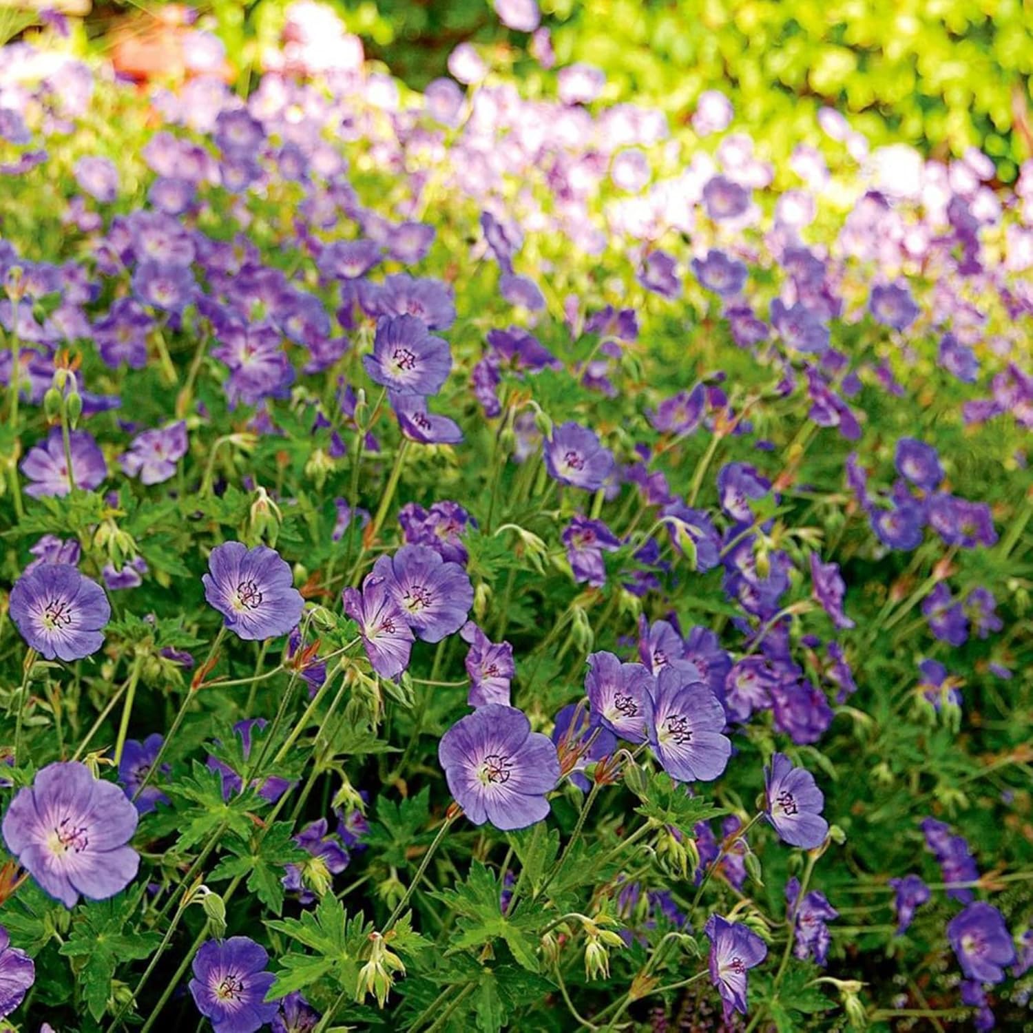 Geranium 'Rozanne' Seeds - Perennial, Long Blooming Period, Attracts Bees & Butterflies, Low Maintenance Ground Cover - 55 Pcs