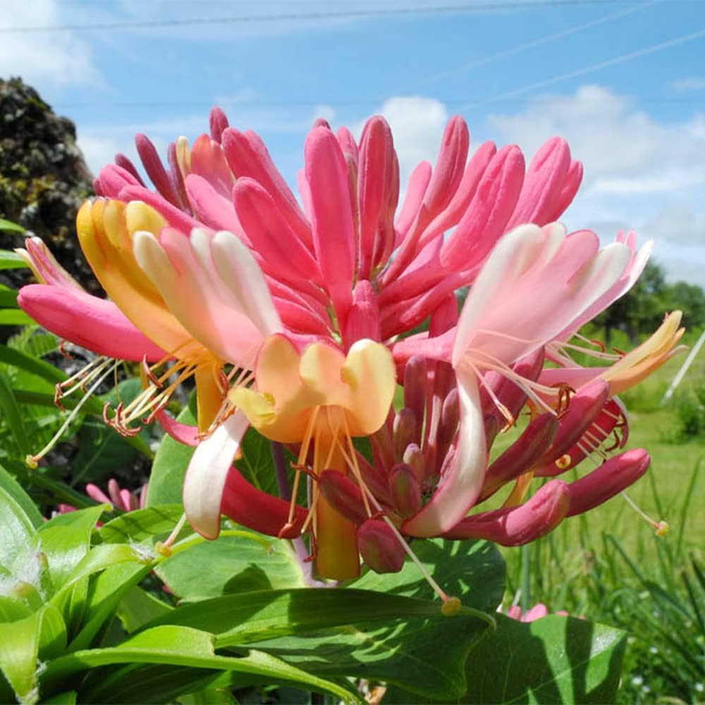 Mixed Honeysuckle Seeds - Fragrant Cloud & Major Wheeler Honeysuckle Vine - 1000Pcs