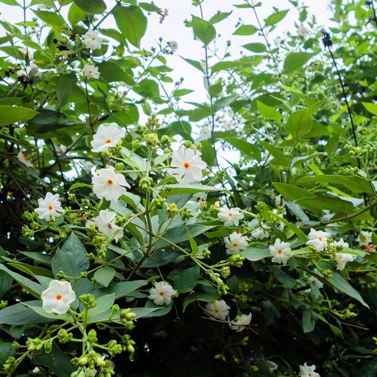 Night-Flowering Jasmine Seeds for Planting Nyctanthes Arbor-Tristis - Fragrant, Health Benefits, Showy Ornamental for Patio & Borders - 100 Pcs