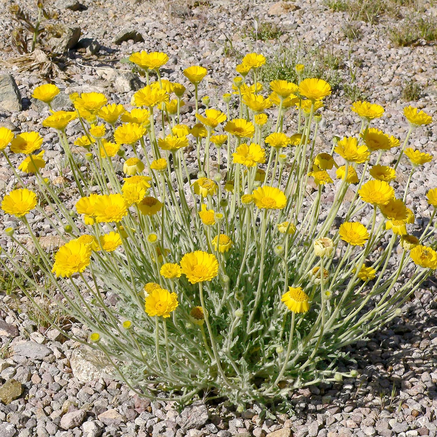 Desert Marigold Seeds - Baileya Multiradiata Perennial, Butterfly Attractor, Deer Resistant, Drought Tolerant, Ideal for Rock Gardens & Containers - 500 Pcs