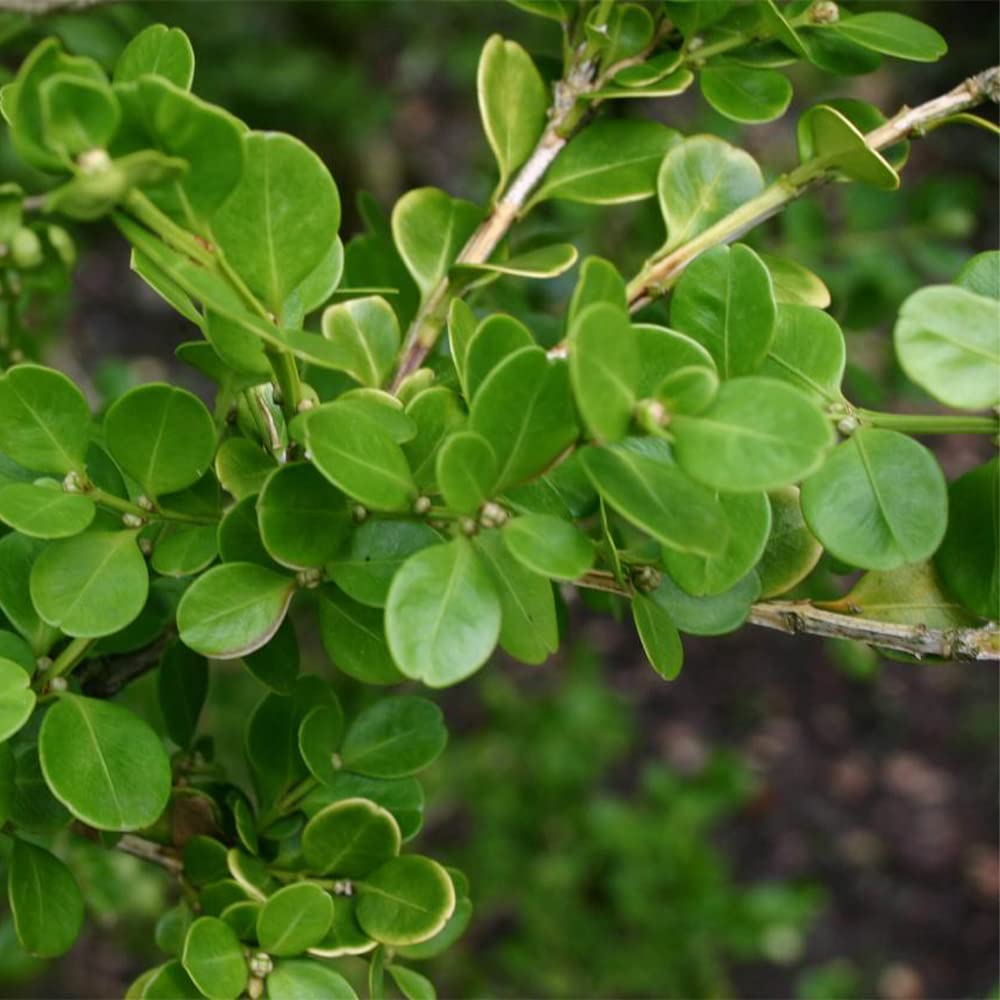 Wintergrüne japanische Buchsbaum-Heckensamen (Buxus microphylla)