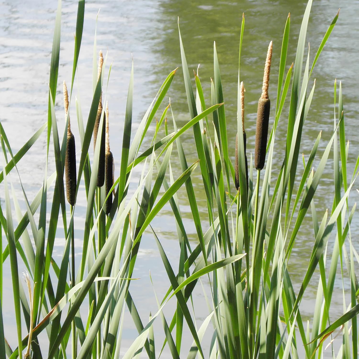 Graines de quenouilles pour la plantation Typha Latifolia Plante ornementale vivace à croissance rapide pour étangs et jardins marécageux