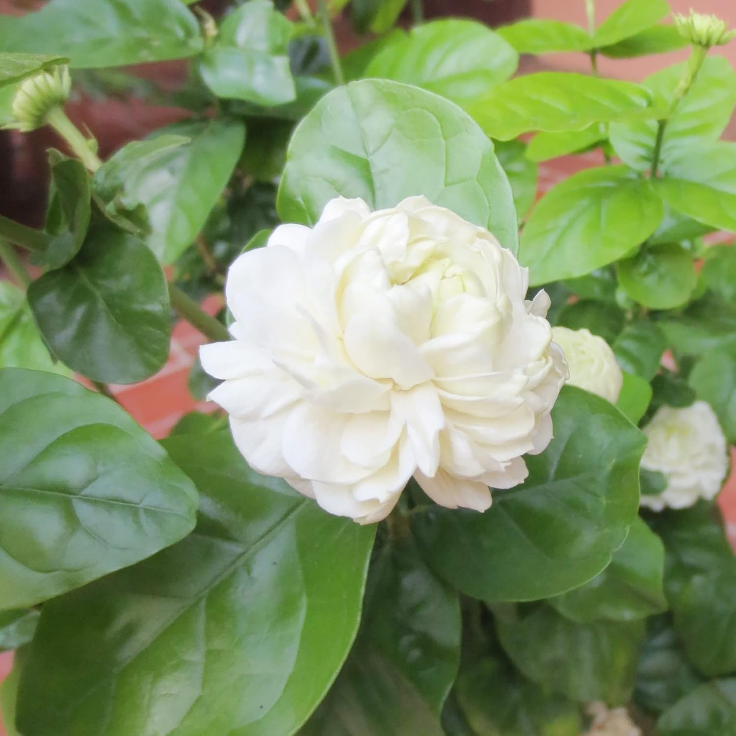 Graines de jasmin d'Arabie à planter - Jasminum Sambac, arbuste grimpant parfumé à feuilles persistantes pour terrasse, jardin et conteneurs