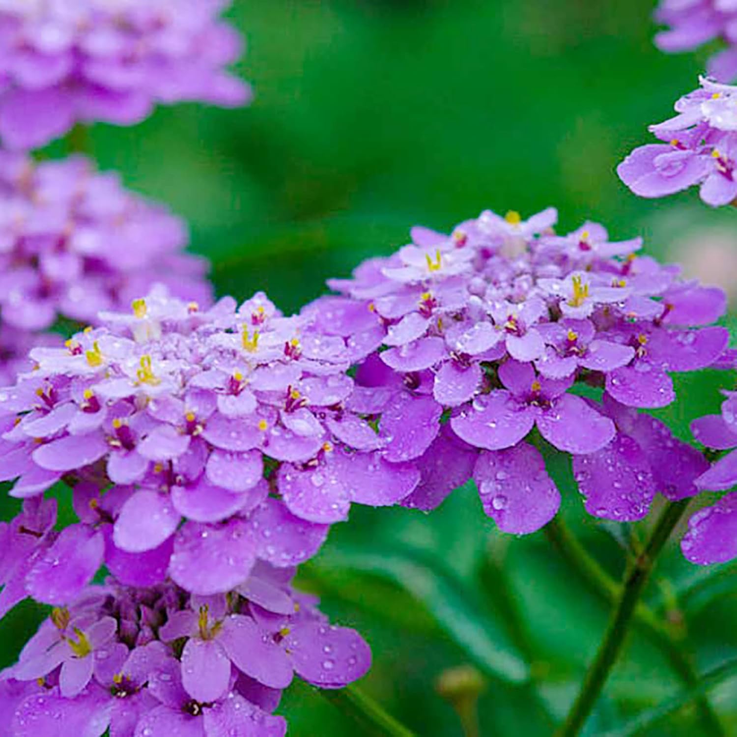 Candytuft Seeds Perennial - Attracts Pollinators, Deer & Rabbit Resistant, Drought Tolerant, Evergreen Ground Cover for Edging, Patio & Outdoor Containers - 2000 Pcs