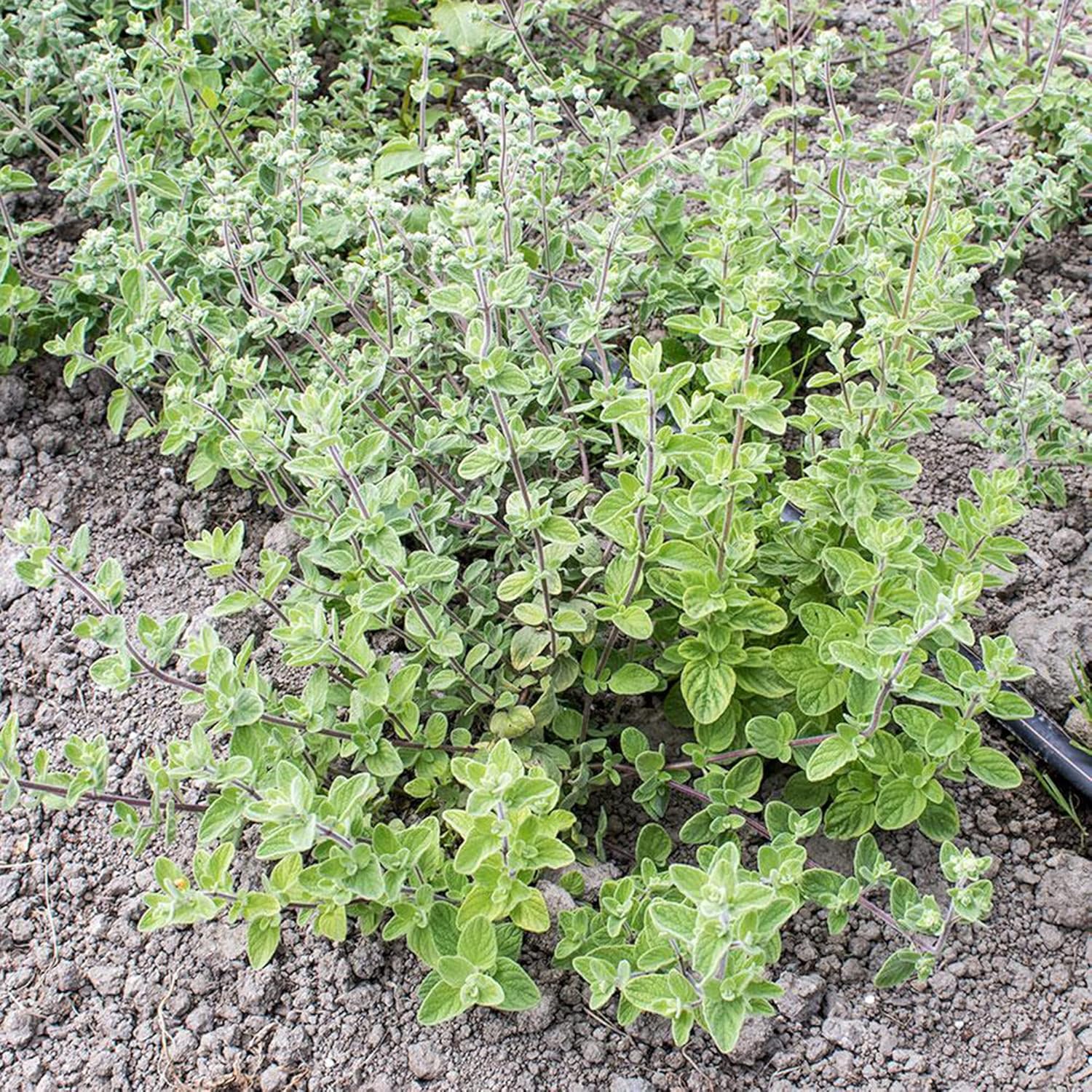 Wild Zaatar Oregano Seeds (Origanum Syriacum) - Lebanese Perennial Herb for Culinary & Garden