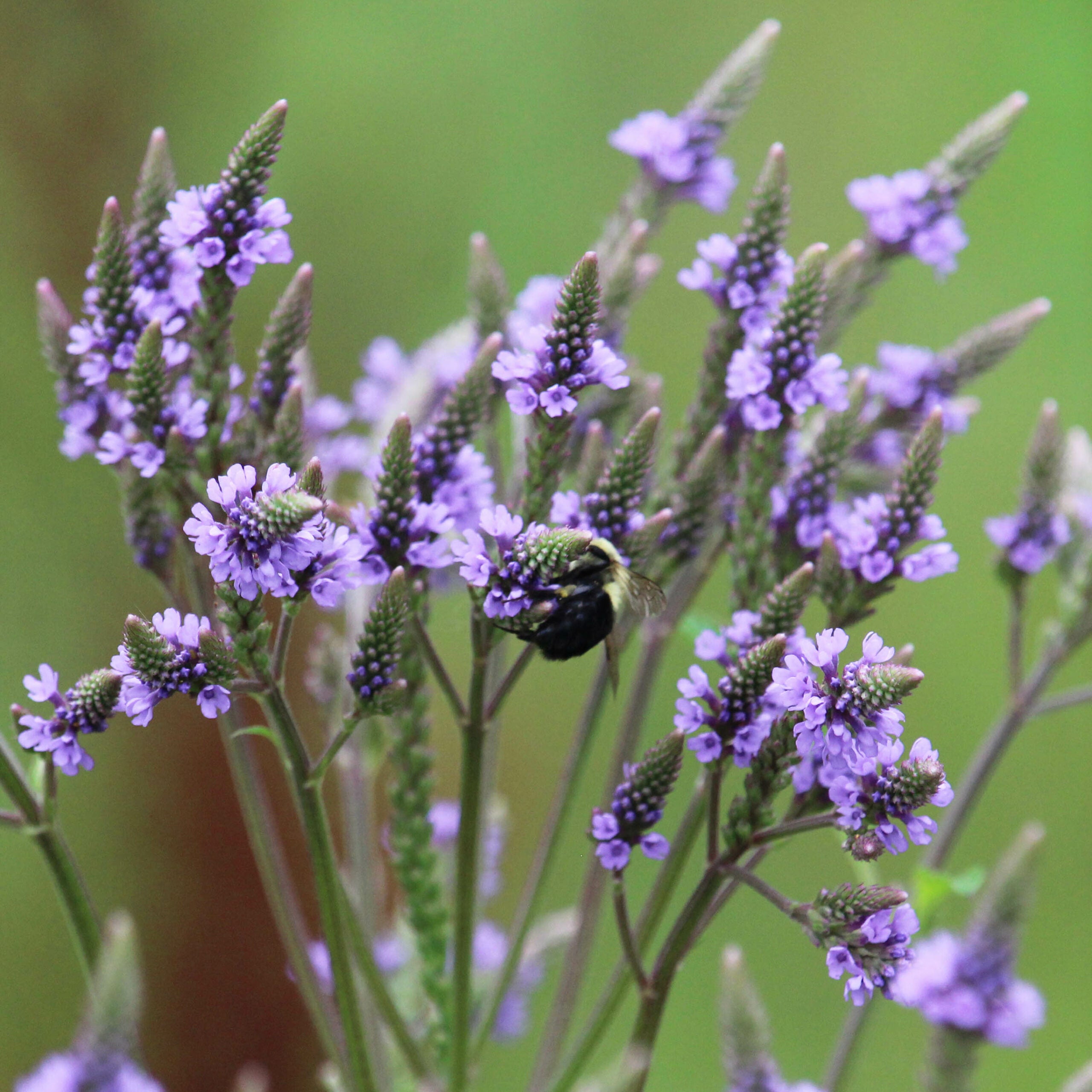 Blue Vervain Seeds (Verbena hastate) for Planting