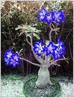 Blue White Desert Rose Adenium Seeds for Planting - 100 pcs - Flower seeds