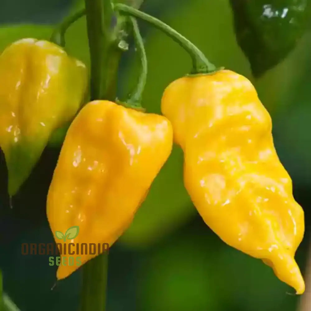 7 Variety Combo Pepper Seeds 50 + Vegetable For Planting And Growing A Flavorful Garden