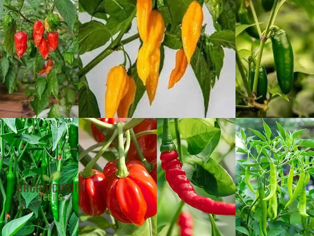 7 Variety Combo Pepper Seeds 50 + Vegetable For Planting And Growing A Flavorful Garden