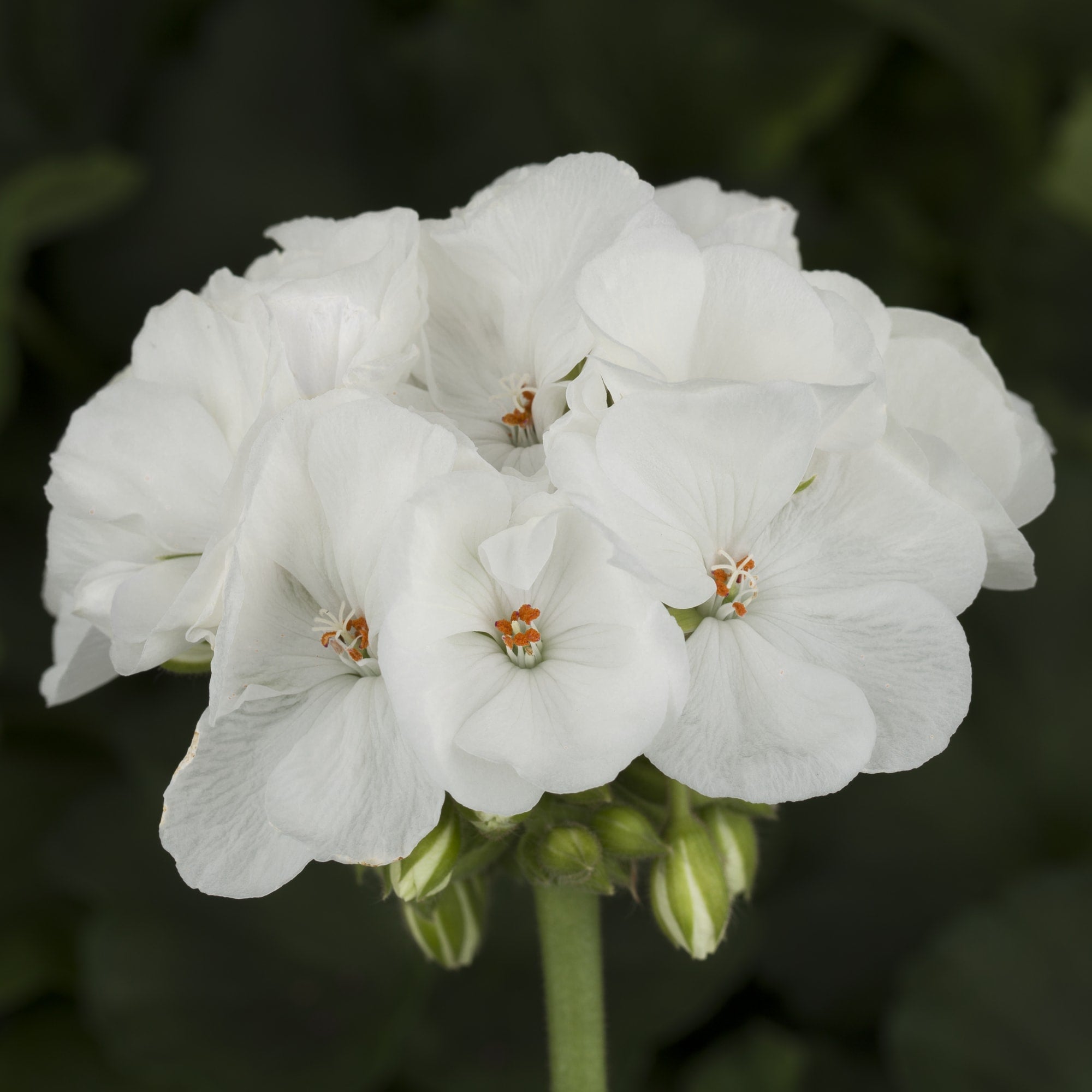 White Geranium Flower Seeds , Elegant Pure Blooms, Easy to Grow, Non-GMO