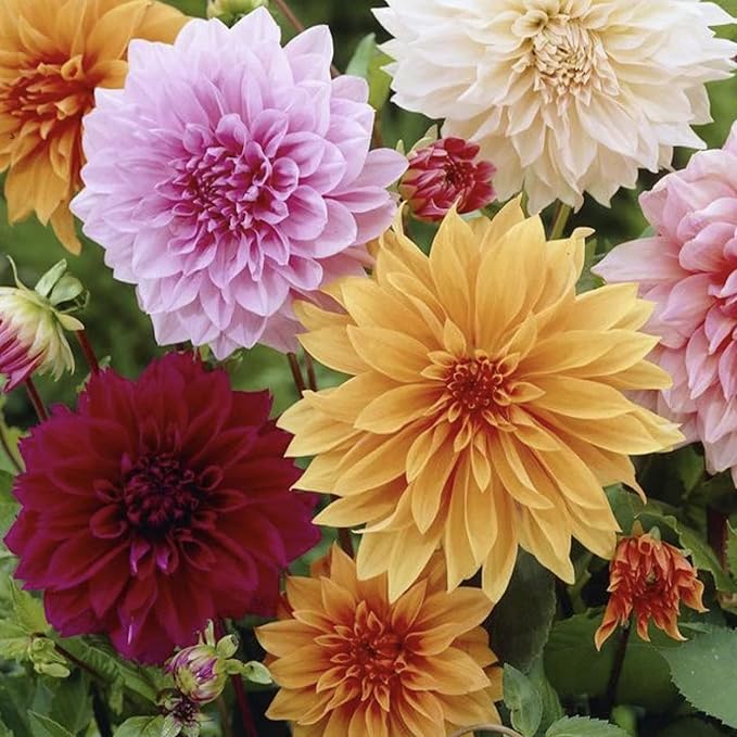 Dinnerplate-Dahliensamen – Schnittblumen, Zierpflanze, zieht Bestäuber für Garten- und Terrassenbeete an – 20 Stück