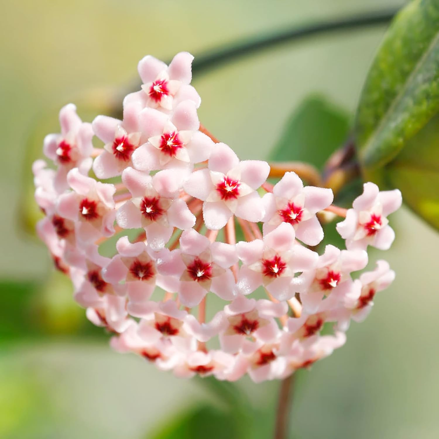 Hoya Carnosa Seeds | Wax Plant Seeds| Fragrant Perennial | Indoor Containers & Trellis