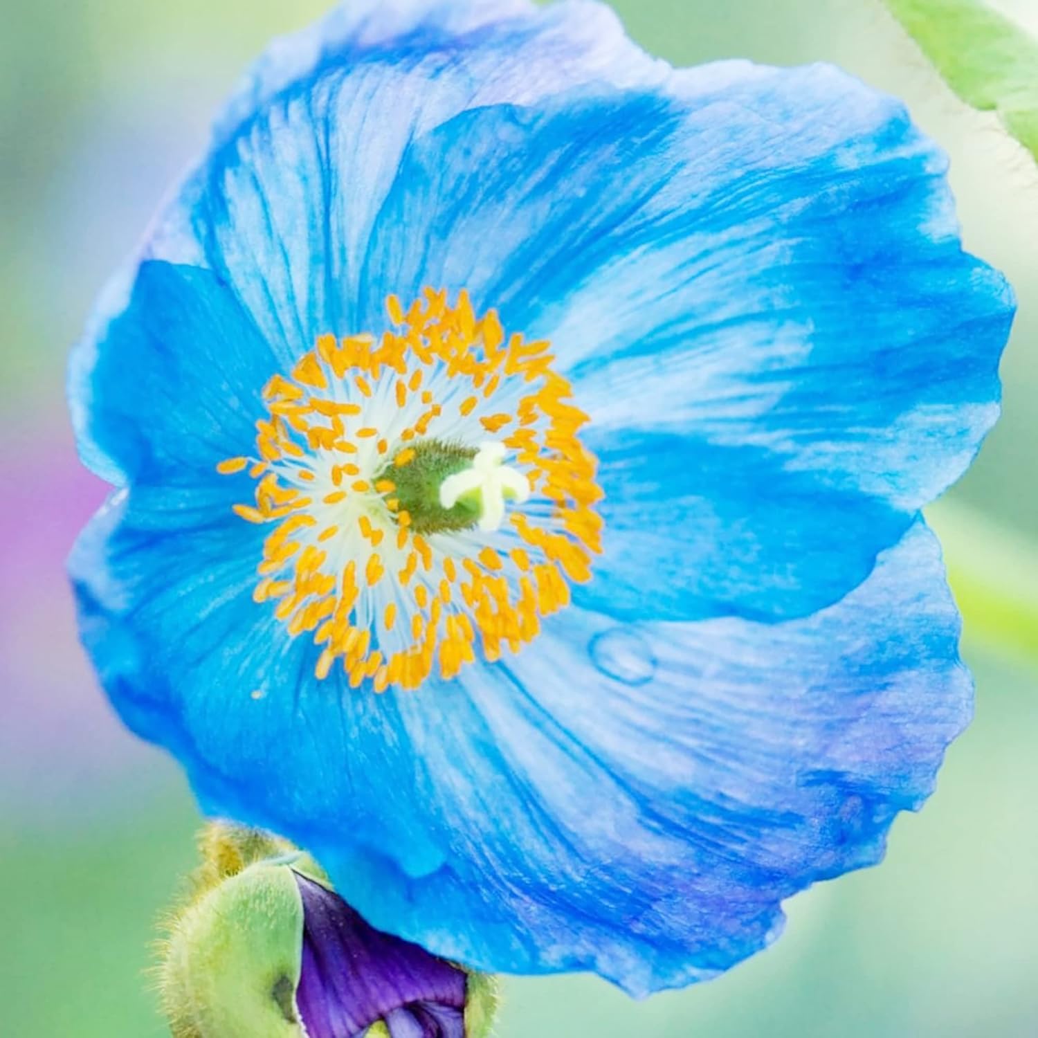 Himalaya-Blaumohnsamen – bezaubernde leuchtend blaue Blüten, kurzlebige Stauden für schattige Ränder und Waldgärten, 20 Stück Blumensamen