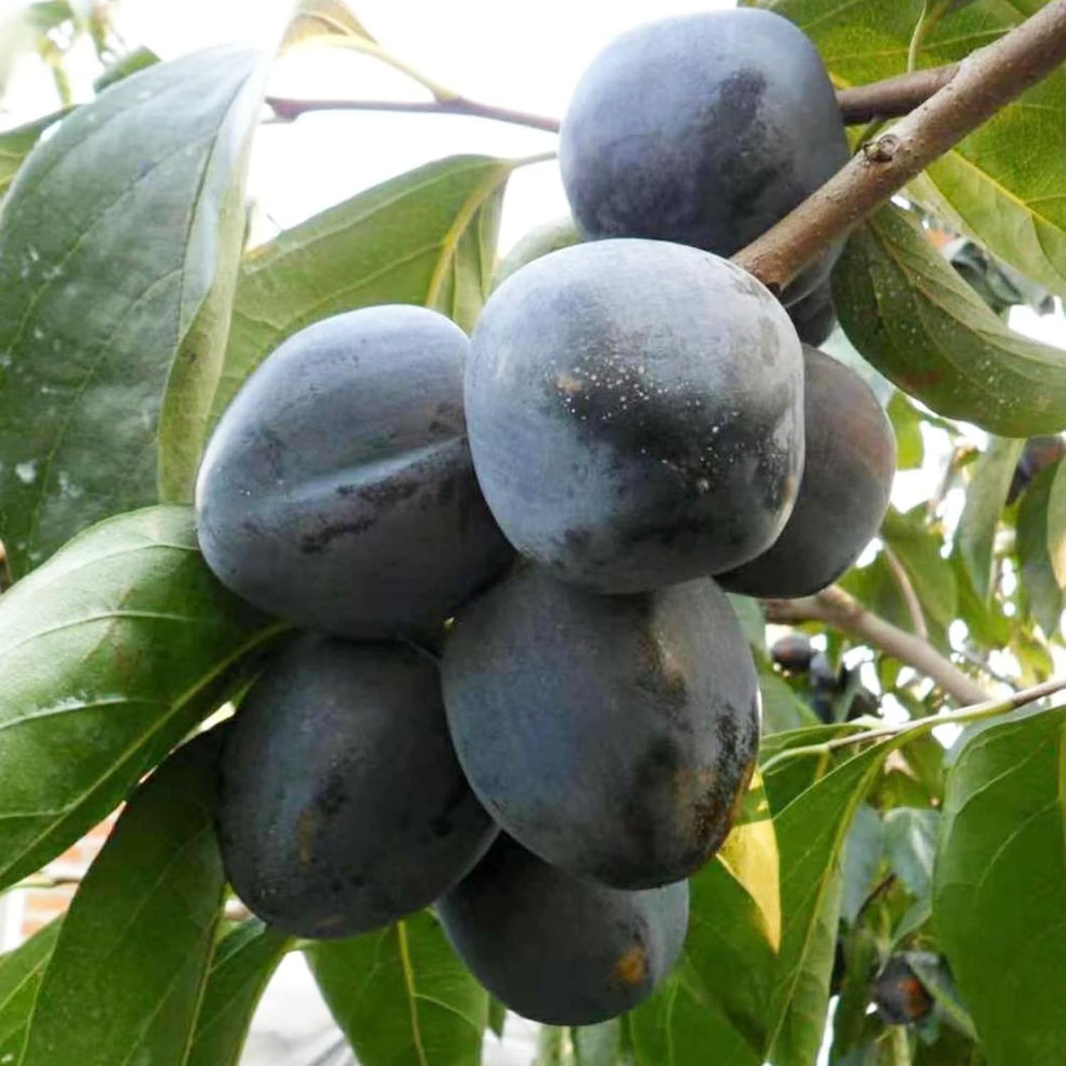 Diospyros Digyna Samen - Schwarzer Sapote, sattes dunkelbraunes Fleisch, kulinarische Verwendung