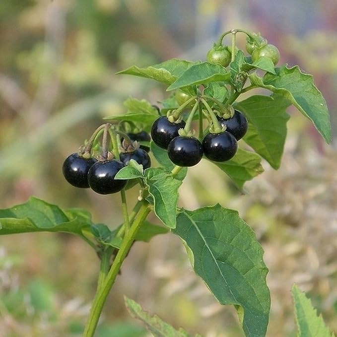 Graines de morelle noire - Solanum Nigrum Herbe comestible, peu d'entretien, annuelle/vivace pour terrasse et jardin