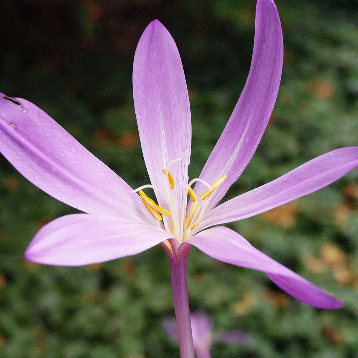 Herbstkrokus Samen Colchicum Autumnale – Einzigartig blühende, becherförmige Blumen für Staudenbeete, Rabatten und Steingärten – 100 Stück