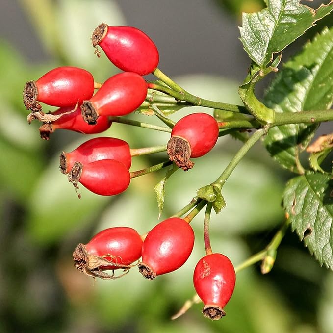 Rose Hip Seeds for Herbal Teas, Jams, Jellies & Outdoor Shrubs - 40 Pcs