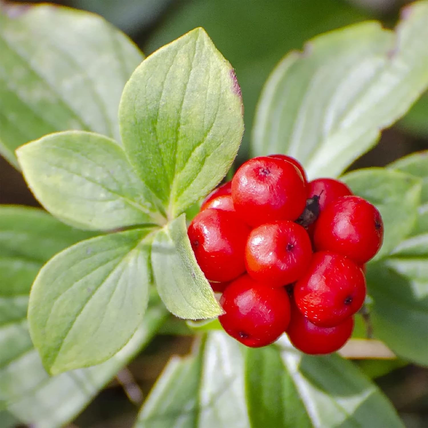 Graines de ginseng américain à planter, Panax Quinquefolius