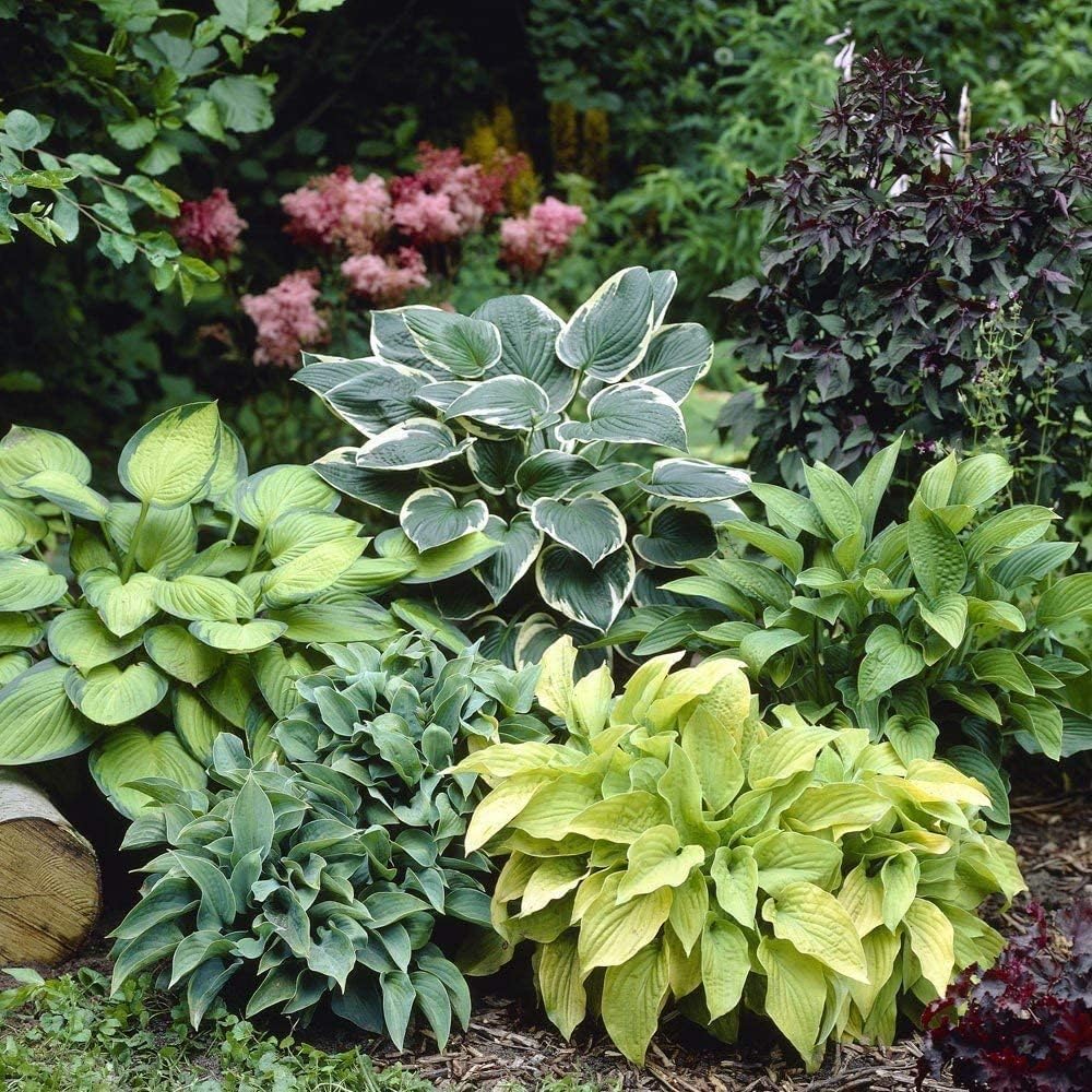 Mixed Hosta Perennials - Hardy Bare Root Shade Plants for Lush Gardens